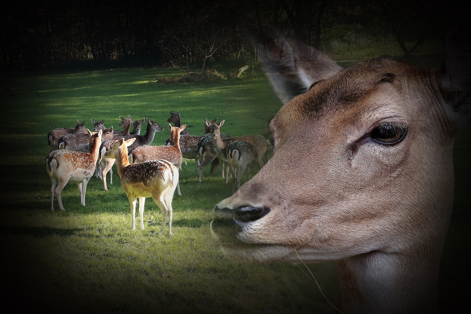 Gute Zeiten für Rehe