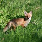 Guten Abend Fuchs