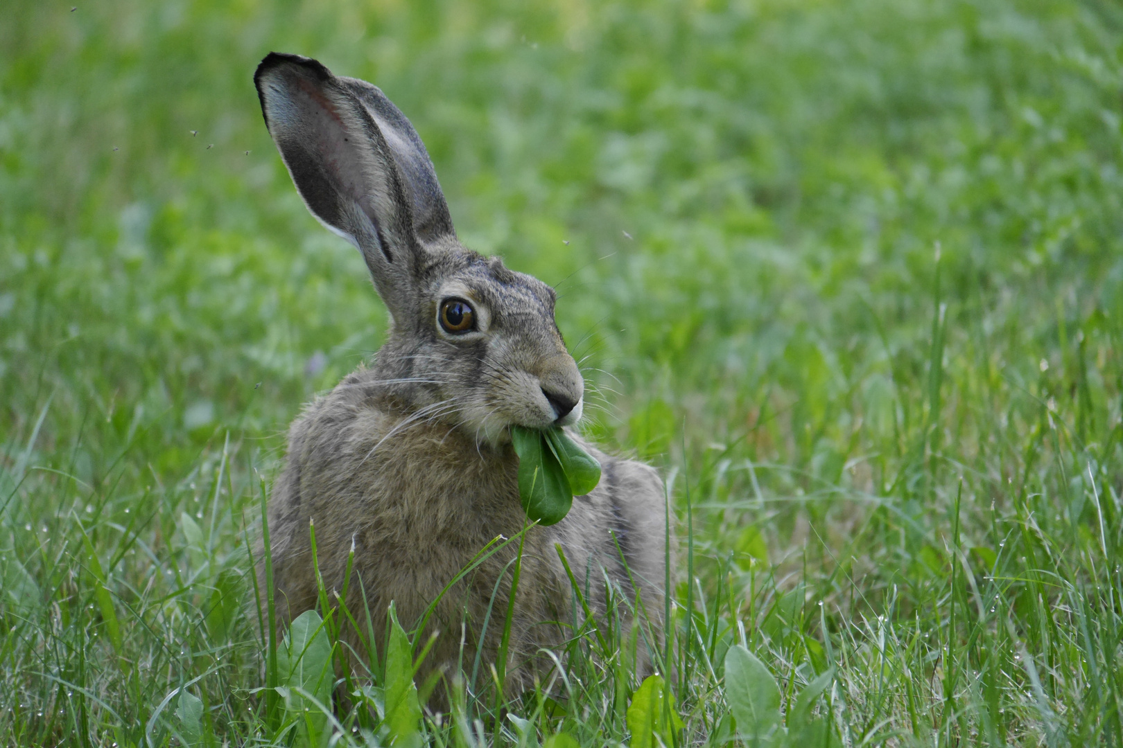 "Guten Appetit...!"