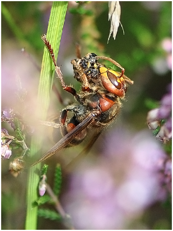 "Guten Appetit!"