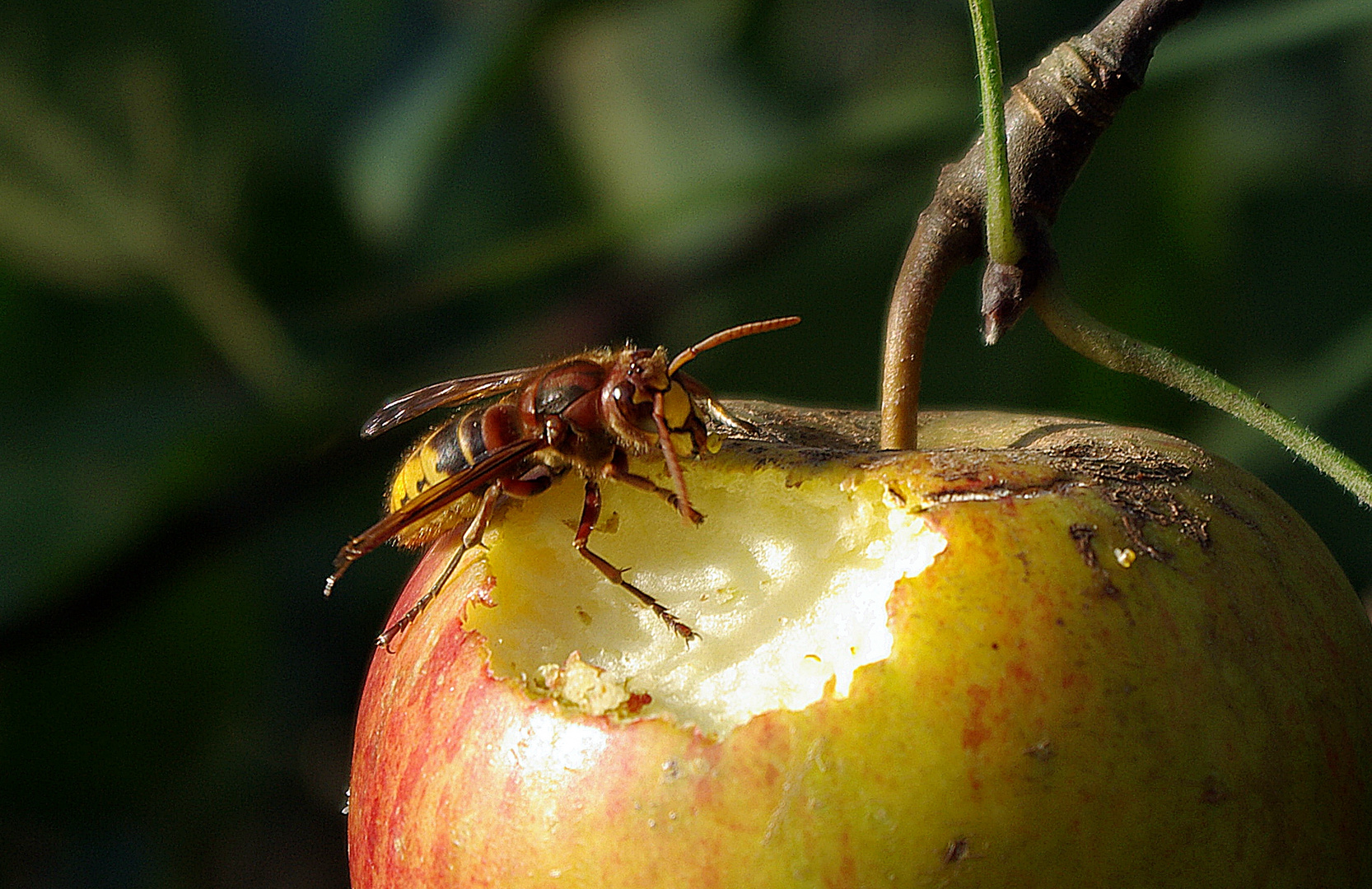 Guten Appetit.....