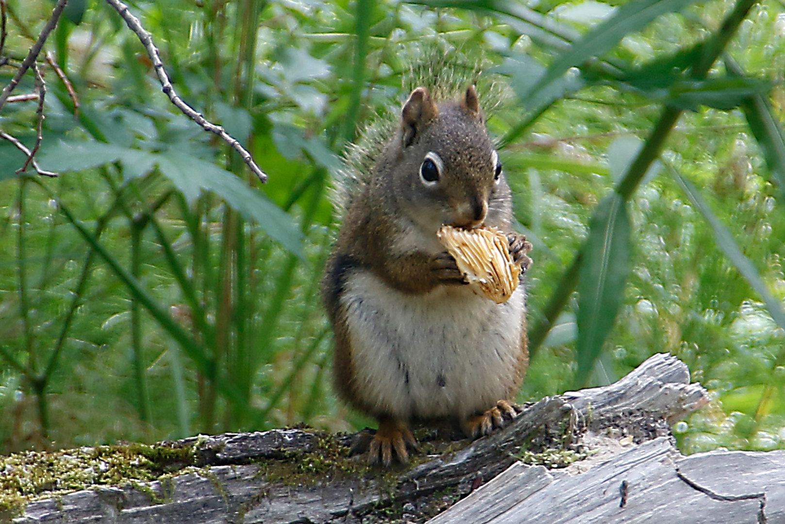 Guten Appetit