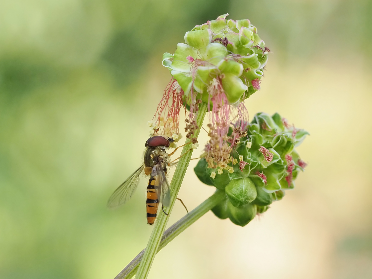 Guten Appetit ! Foto & Bild tiere, wildlife, insekten Bilder auf