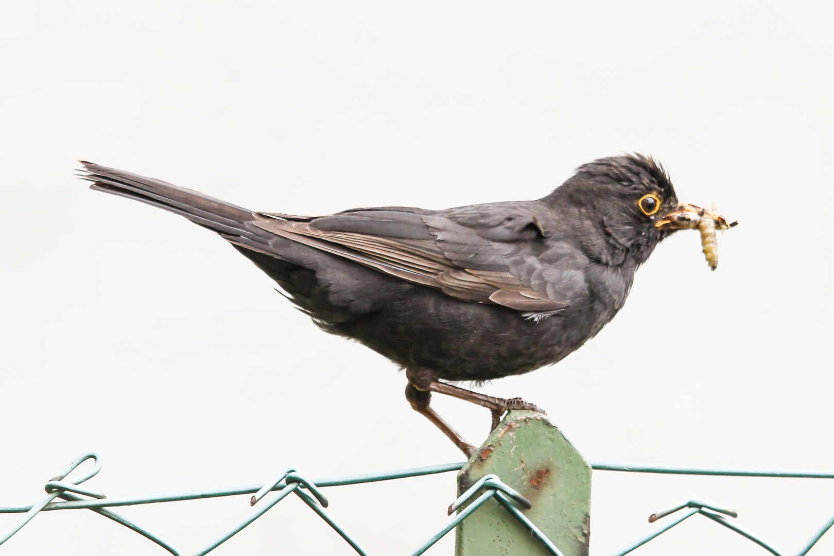 Guten Appetit, Amsel im heimischen Garten