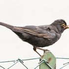 Guten Appetit, Amsel im heimischen Garten