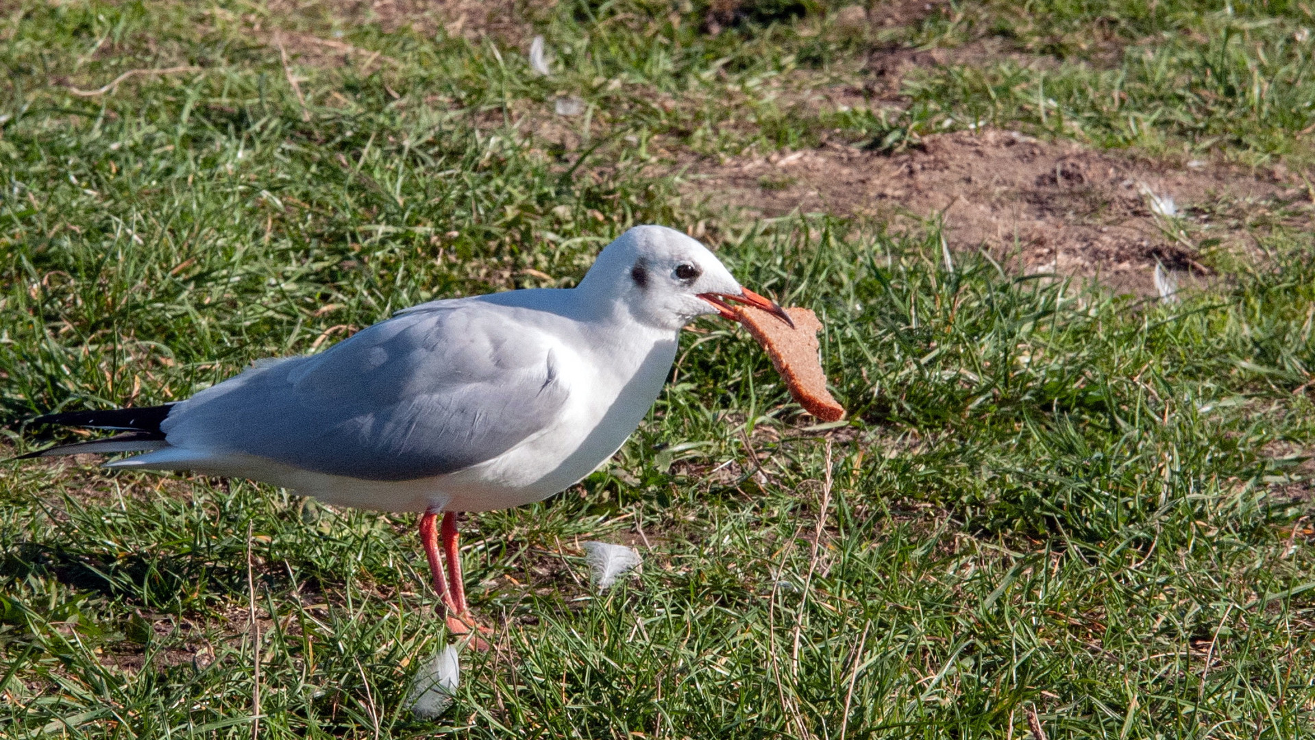 guten Appetit