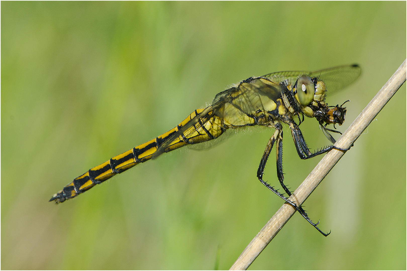 "Guten Appetit!" - Dieses Weibchen des Großen Blaupfeils (Orthetrum cancellatum) . . .  