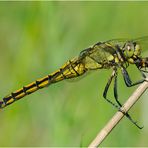 "Guten Appetit!" - Dieses Weibchen des Großen Blaupfeils (Orthetrum cancellatum) . . .  