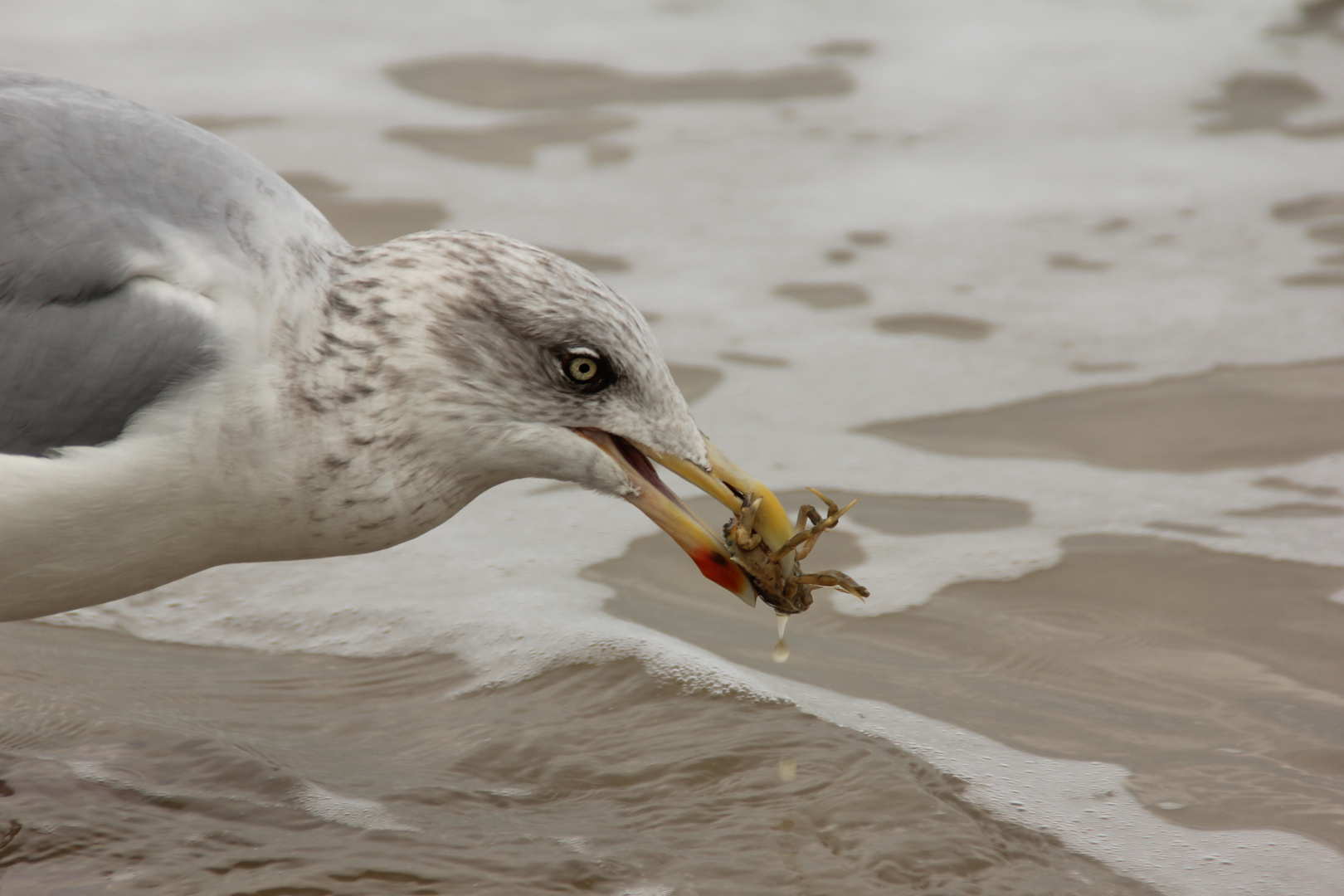 Guten Appetit!