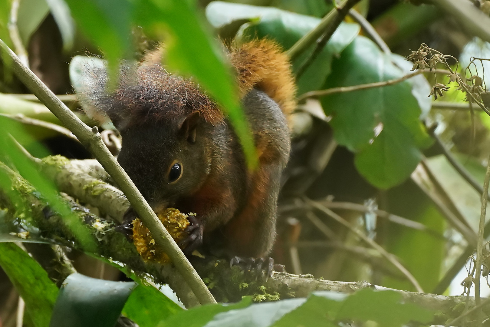 guten Appetit Eichhörnchen 