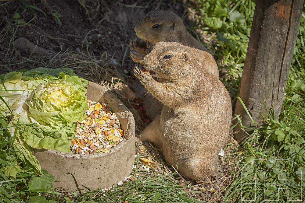 Guten Appetit!