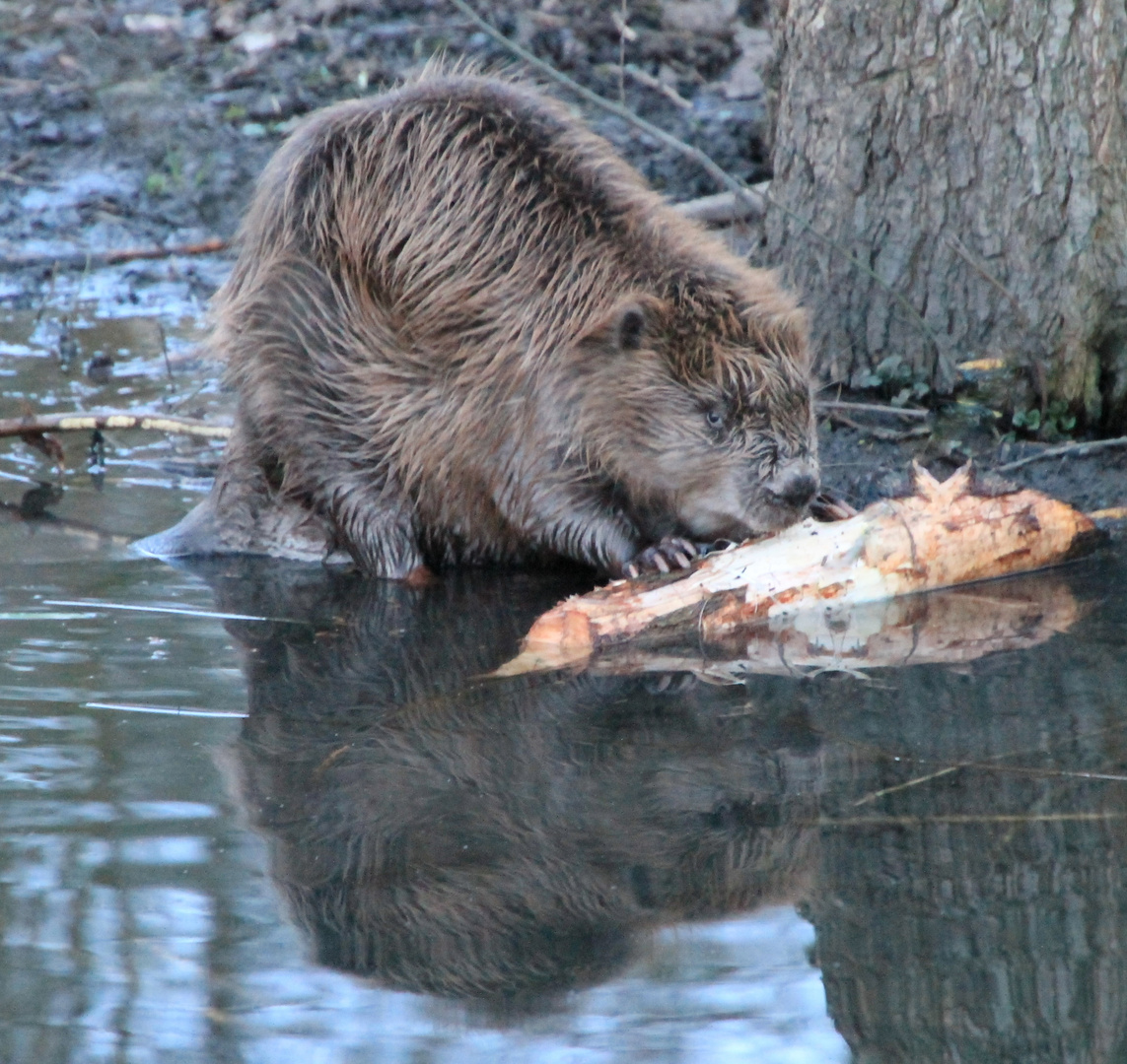 Guten Appetit!