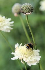 Guten Appetit, Frau Hummel