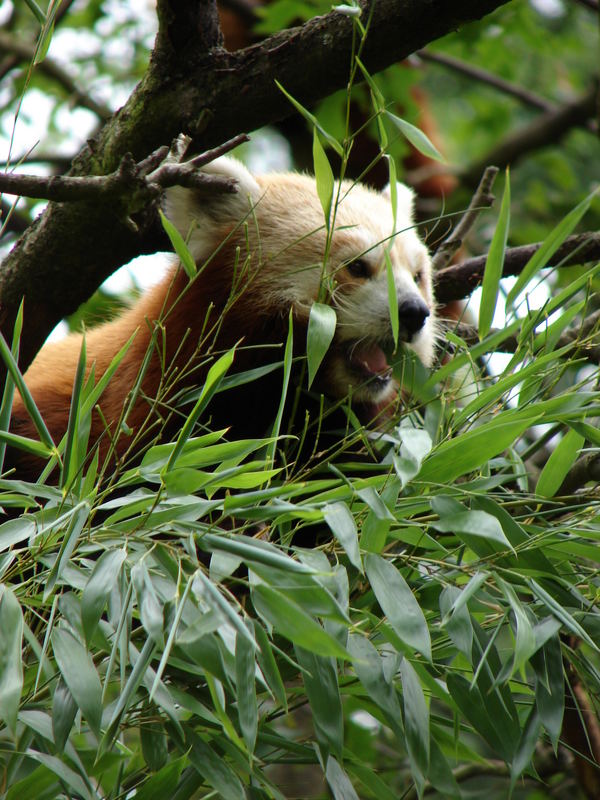 Guten Appetit, Kleiner Panda!