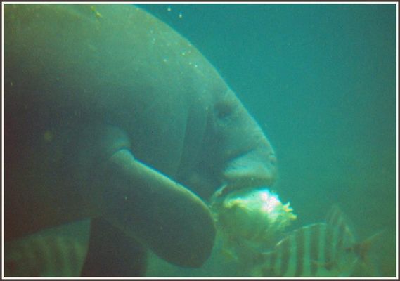 guten Appetit, Manatee!