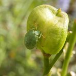 Guten Appetit Palomena prasina Nymphe !