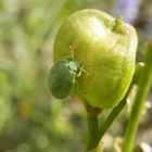 Guten Appetit Palomena prasina Nymphe !