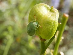 Guten Appetit Palomena prasina Nymphe !