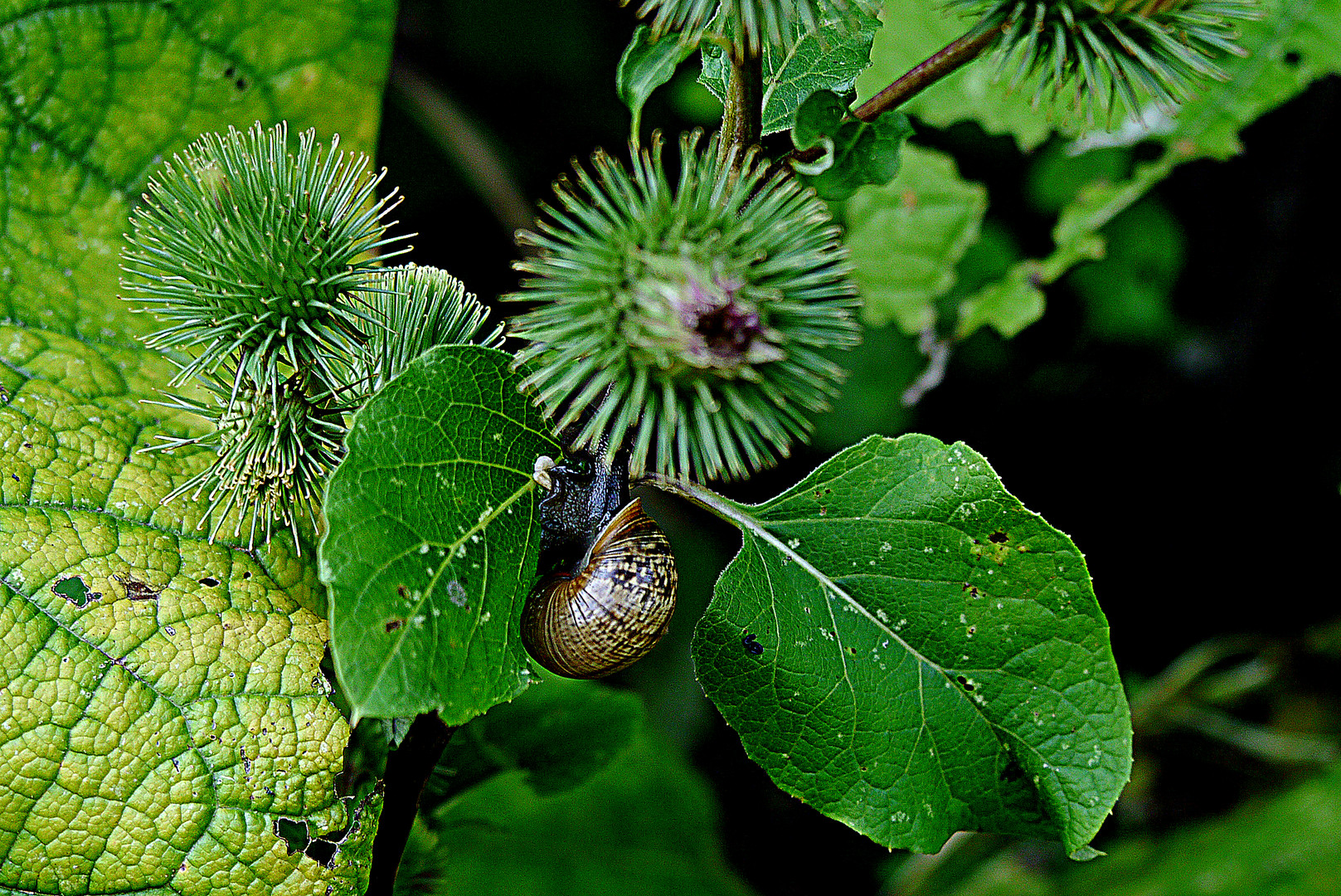 "Guten Appetit, Schnecke!"