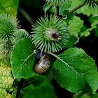 "Guten Appetit, Schnecke!"