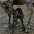 Guten ... Babys sind so süß ...