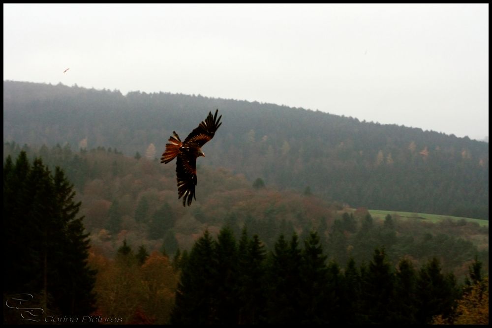 Guten Flug...