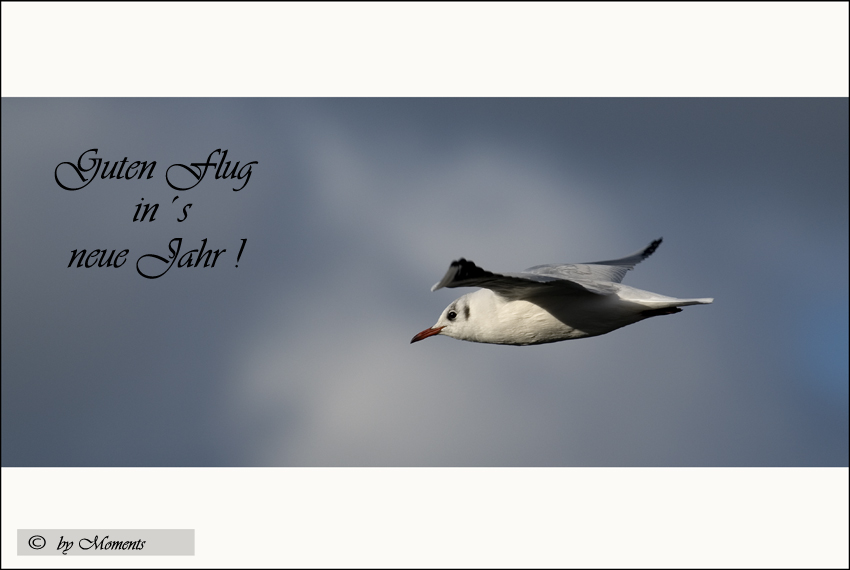 Guten Flug Foto & Bild | karten und kalender Guten Flug Foto & Bild | karten und kalender
