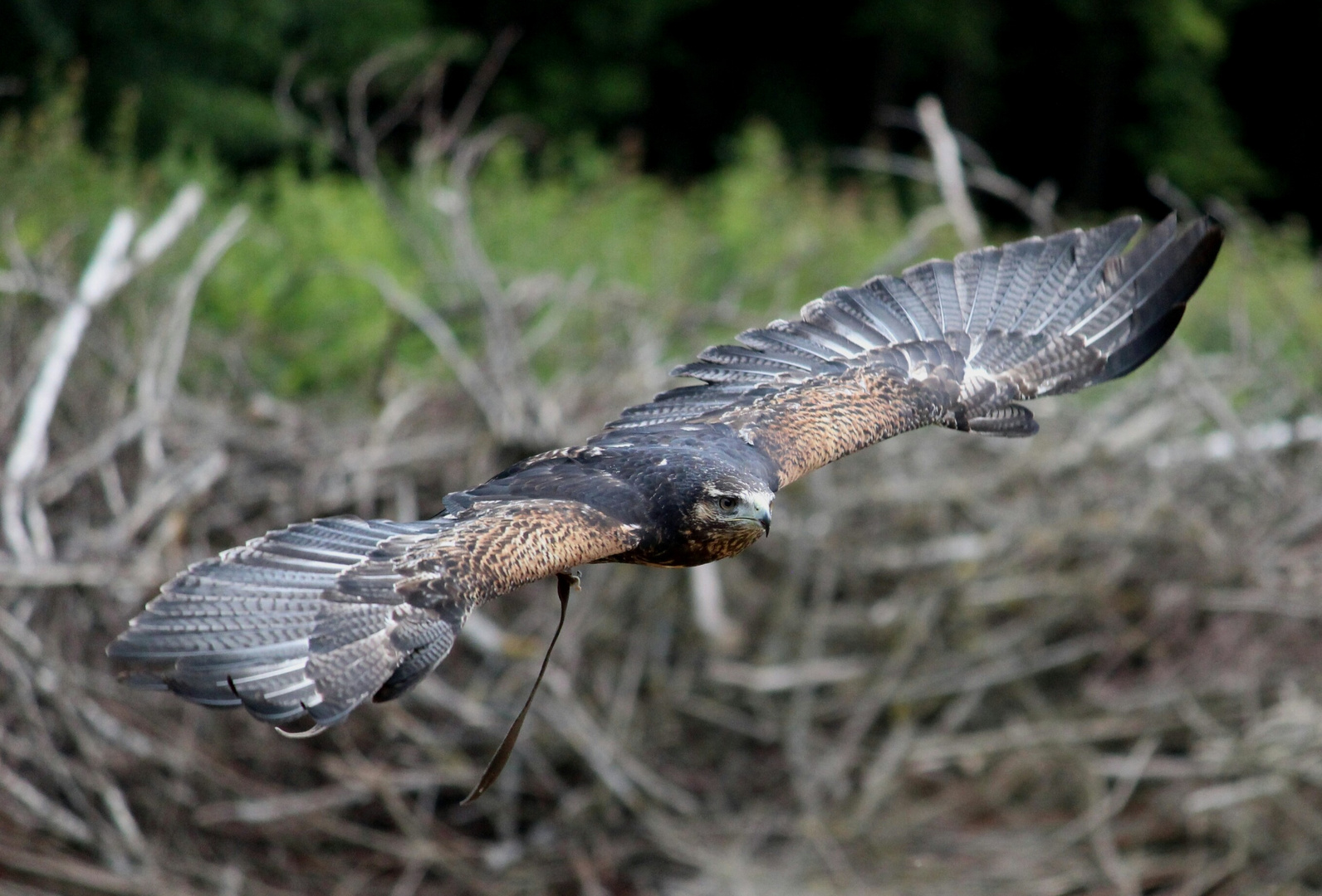 guten Flug