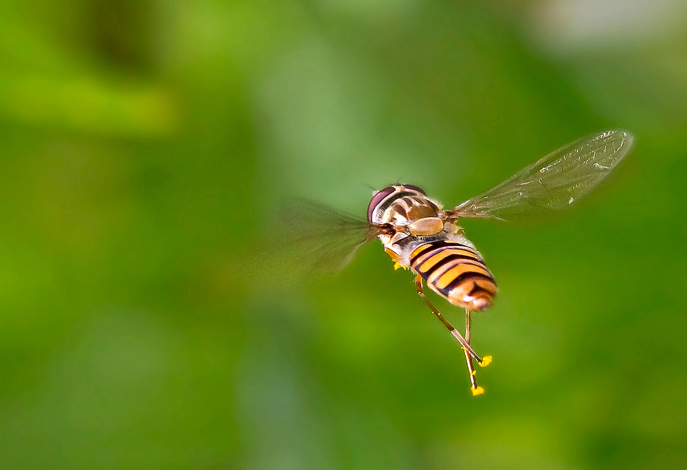 Guten Flug!