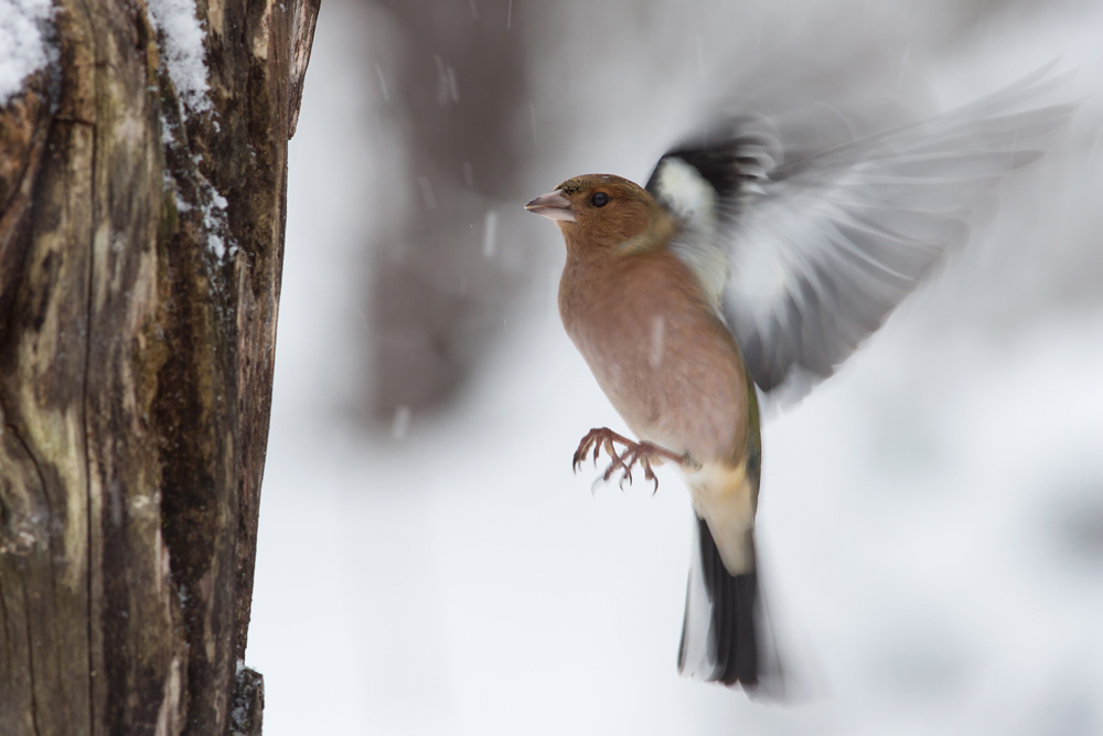 Guten Flug...