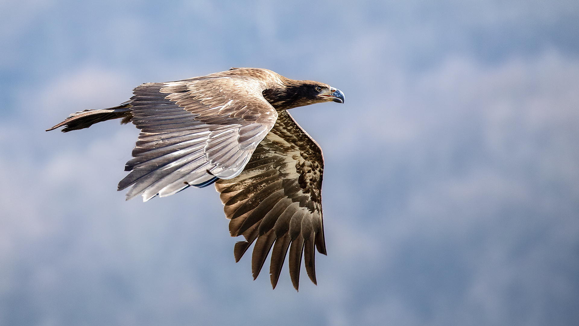 Guten Flug durch die nächste Woche