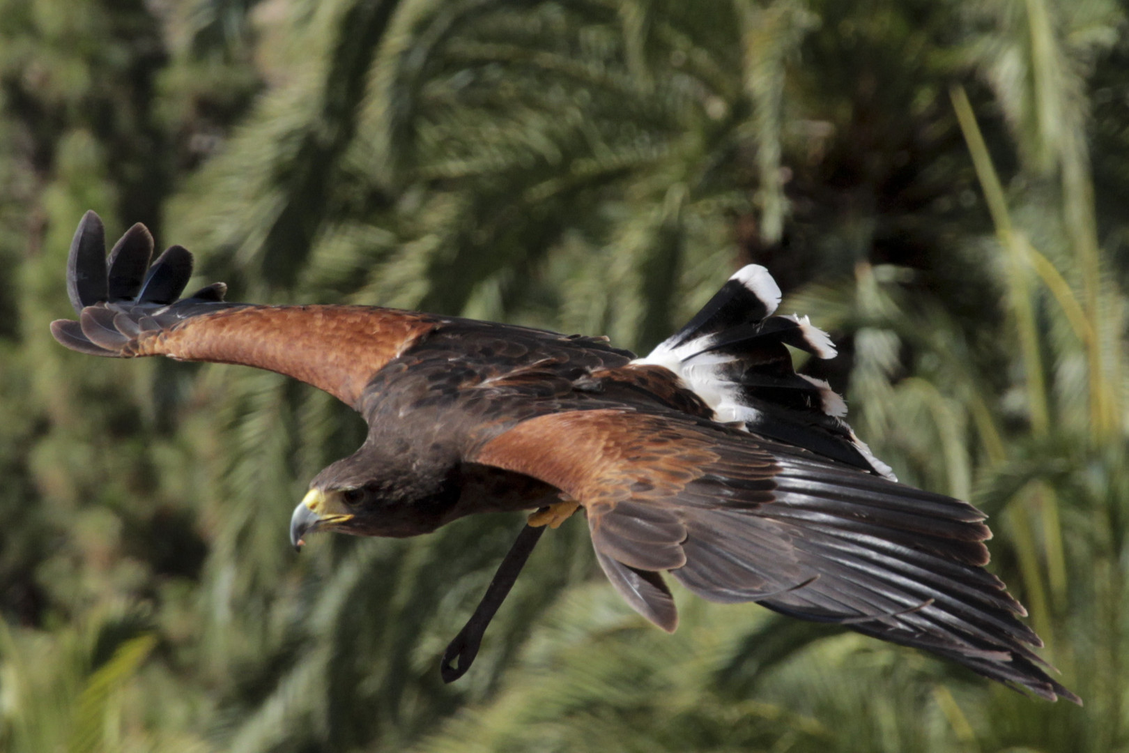 Guten Flug