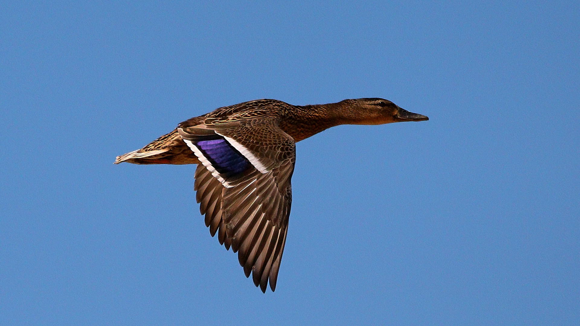 Guten Flug!