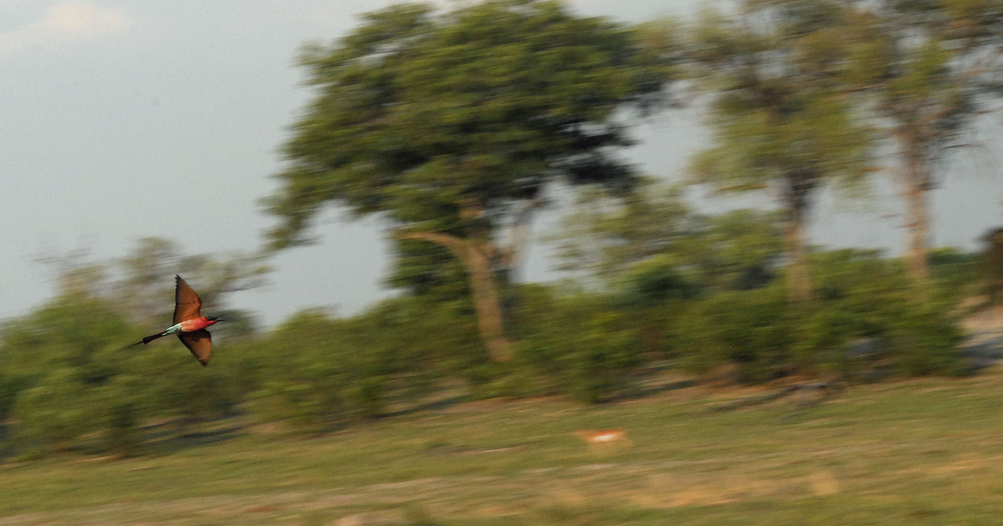 Guten Flug im Hwange Park