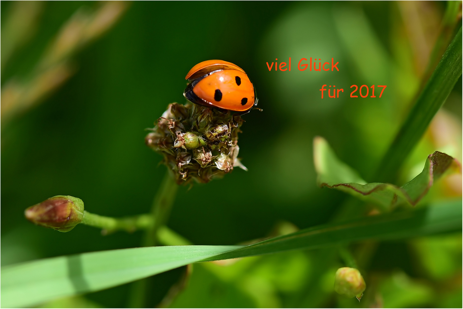 guten Flug ins Jahr 2017 !