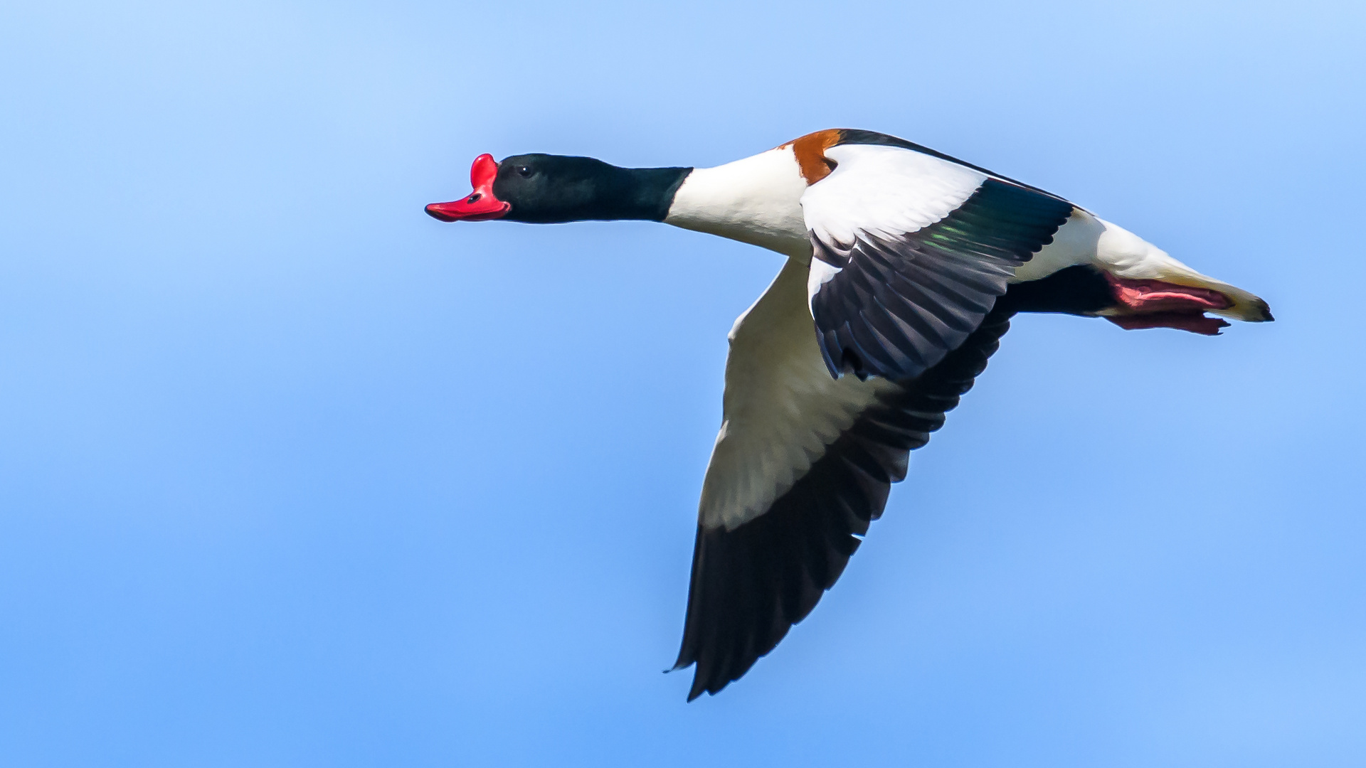 Guten Flug ins Neue Jahr 1