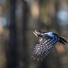 Guten Flug ins neue Jahr!