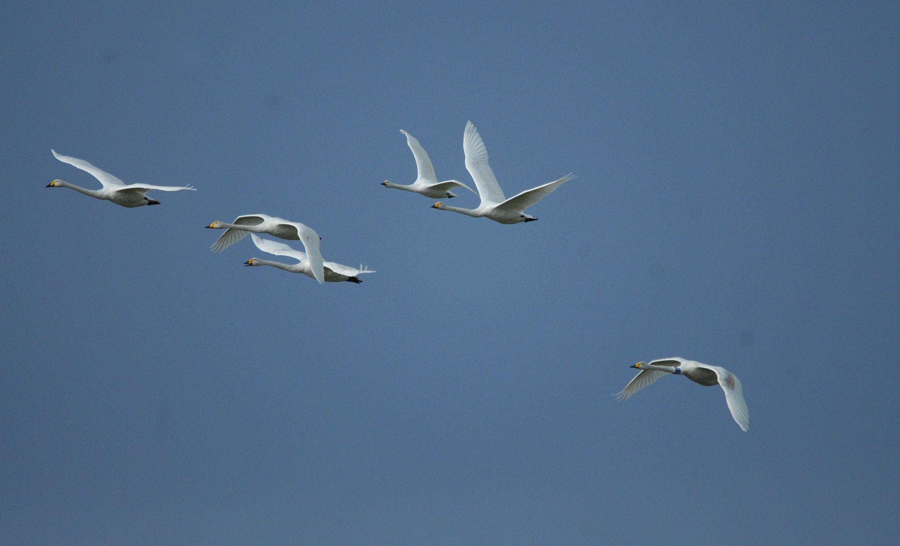 Guten Flug ins Wochenende wünschen diese Singschwäne Foto & Bild natur, tiere, enten Bilder