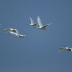 Guten Flug ins Wochenende wünschen diese Singschwäne