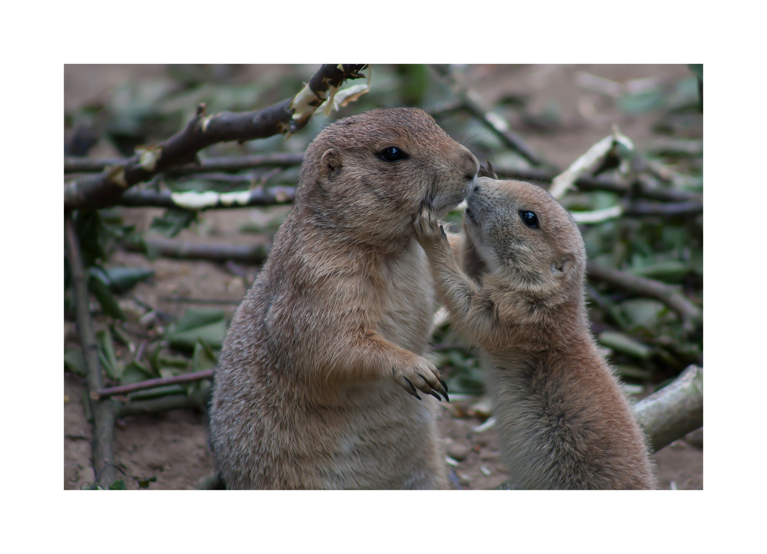 Guten Freunden gibt man ein Küßchen Foto & Bild tiere, zoo, wildpark & falknerei, natur Bilder Guten Freunden gibt man ein Küßchen Foto & Bild tiere, zoo, wildpark & falknerei, natur Bilder
