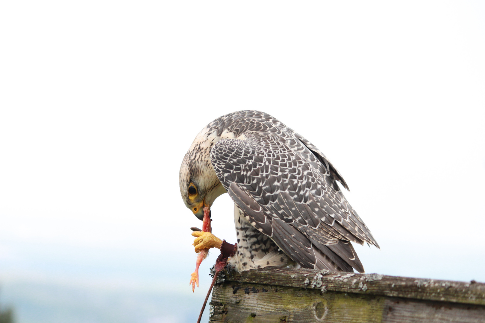 Guten Hunger;-)