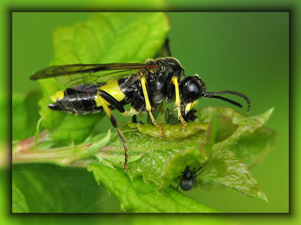 "Guten Hunger" wünscht die kleine Spinne ...