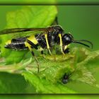 "Guten Hunger" wünscht die kleine Spinne ...