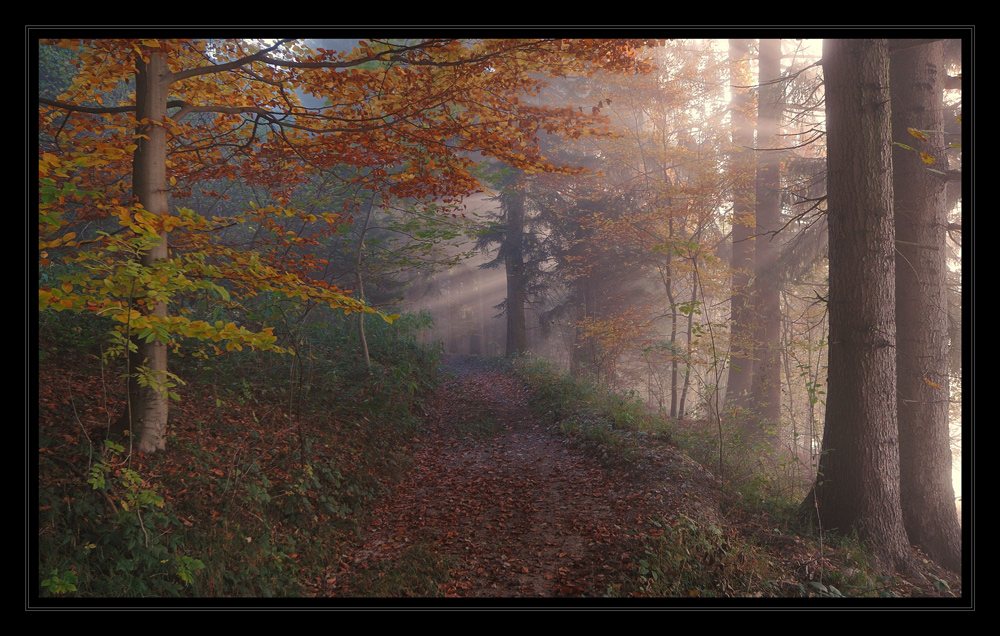 Guten Morgen Wald Bilder: Entdecke die Magie des Waldes im Zeichnen!