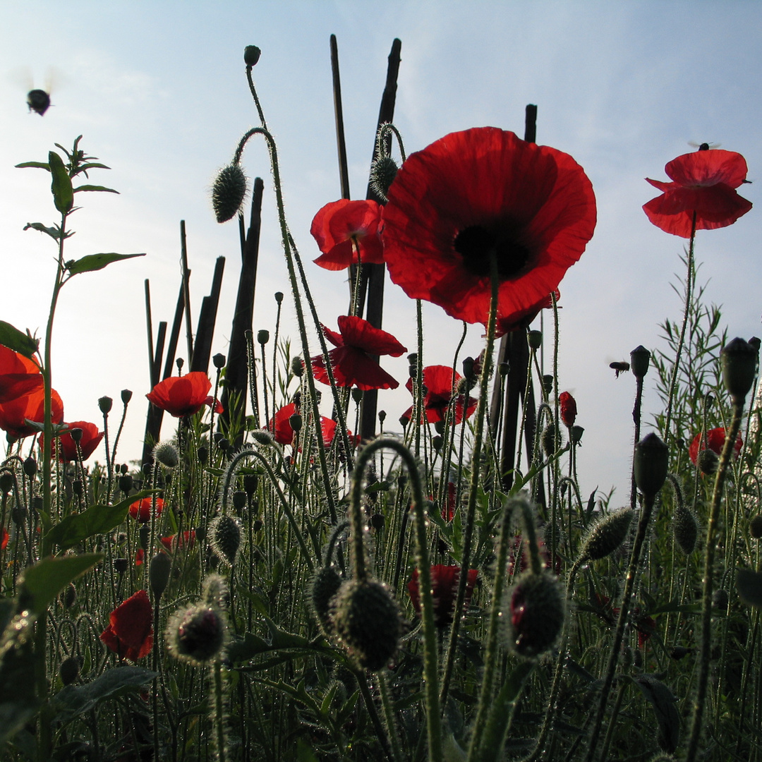 Guten Morgen Foto Bild Pflanzen Pilze Flechten Bluten Kleinpflanzen Mohn Bilder Auf Fotocommunity