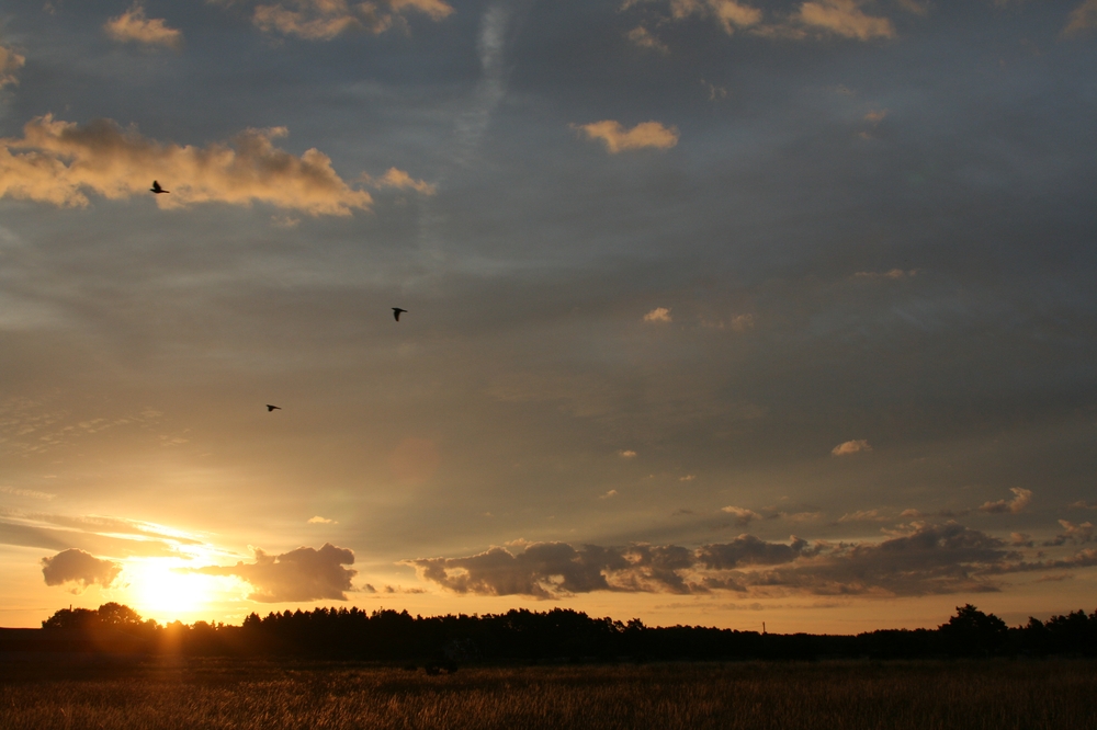 guten Morgen 4-einunddreissig Gotland 2011