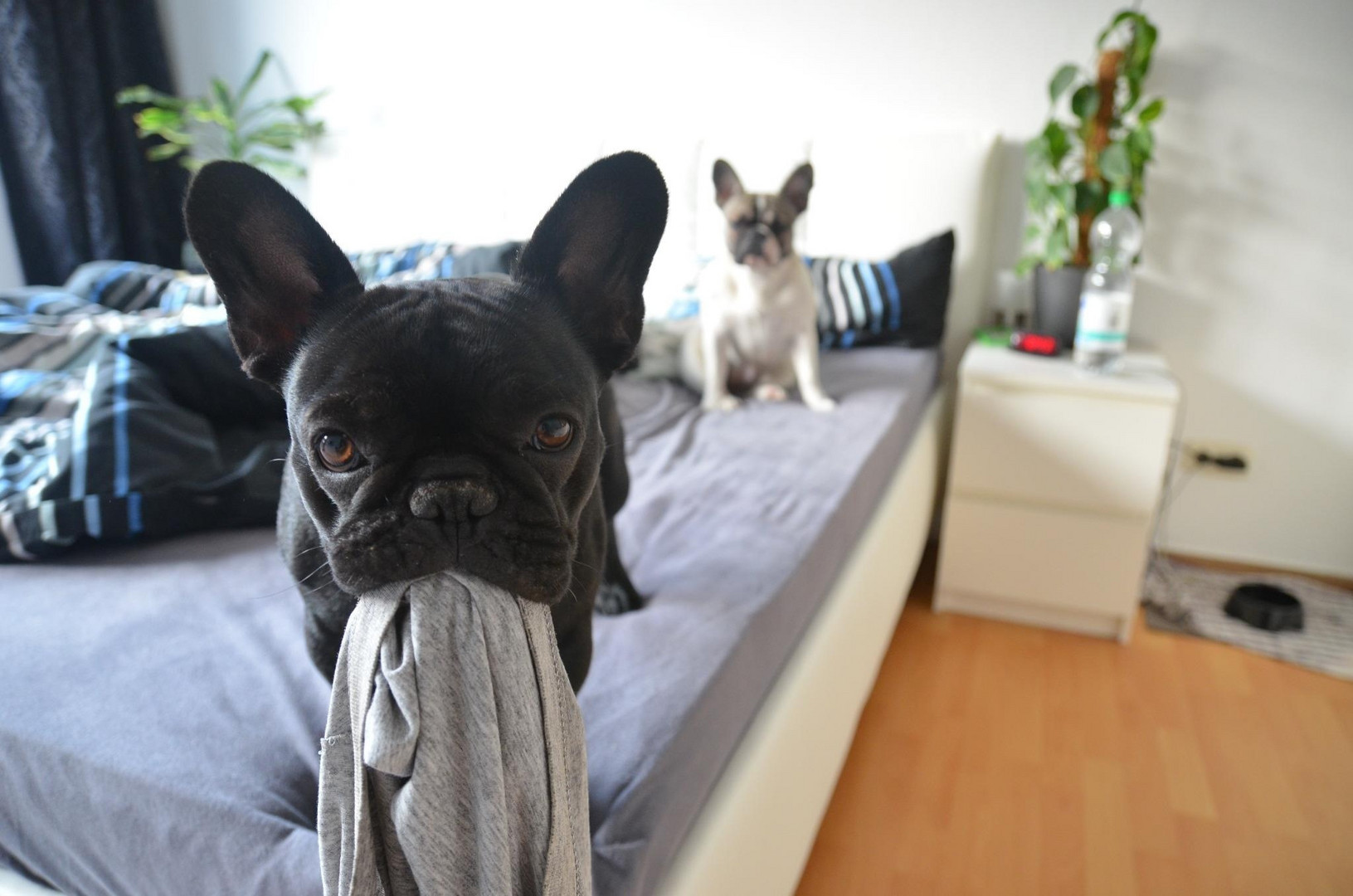 Guten Morgen Foto & Bild | tiere, haustiere, hunde Bilder auf fotocommunity