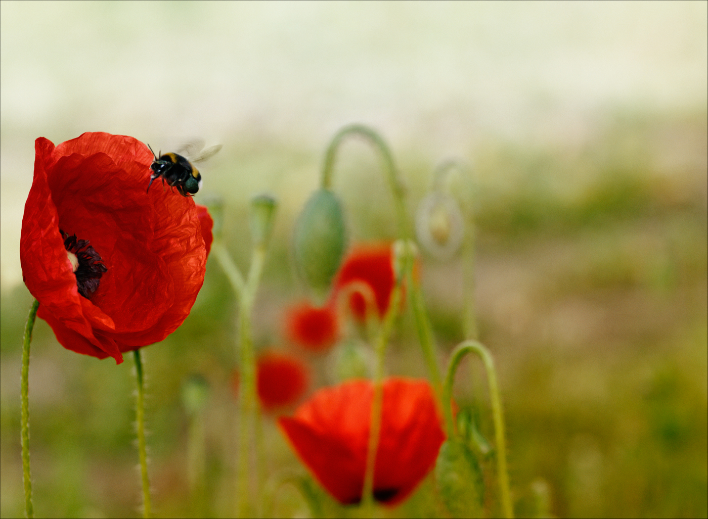 Guten Morgen Foto Bild Spezial Natur Digiart Bilder Auf Fotocommunity