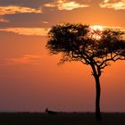 Guten Morgen Afrika