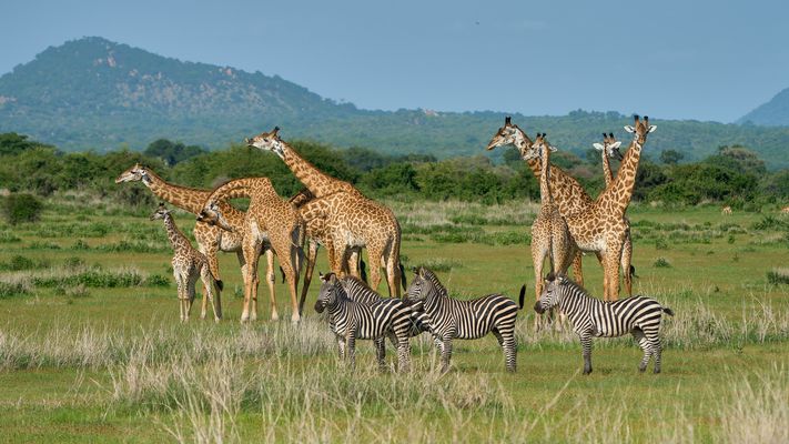 Guten Morgen Afrika!